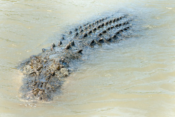 salt water crocodile