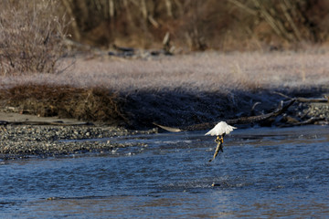 Bald eagle taking off with a salmon in the middle of a river in