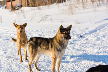 Dog in the winter