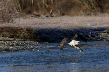 Bald eagle taking off with a salmon in the middle of a river in