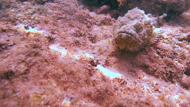 Devil Scorpionfish (Scorpaenopsis diabolus) sits on the reef, and then goes on moving along the bottom of pectoral fins, Red sea, Sharm El Sheikh, Sinai Peninsula, Egypt

