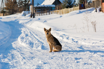 Dog in the winter