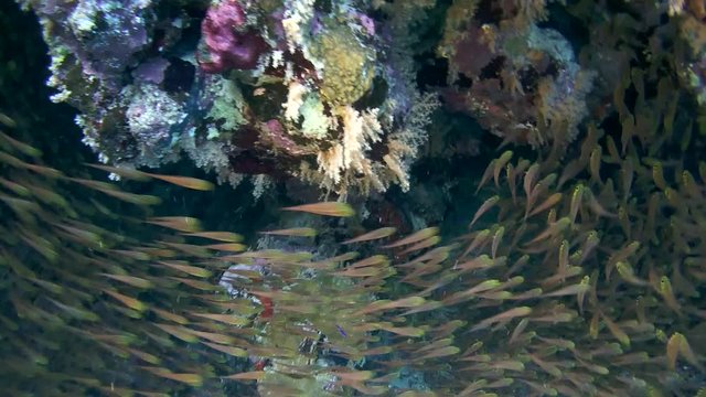a large school of fish Pigmy Sweepers (Parapriacanthus ransonneti) swims near coral reef, Red sea, Dahab, Sinai Peninsula, Egypt 
