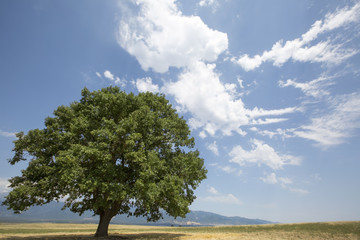 Tree in field