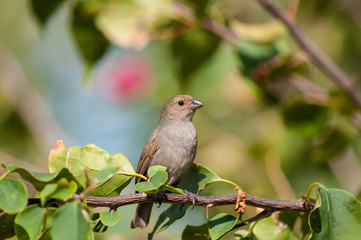 Lesser Antillean bullfinch perching on a branch