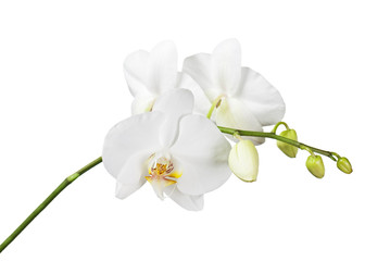 Three day old white orchid flowers isolated on white background. Closeup.