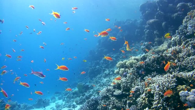 school of bright fish Sea goldie (Pseudanthias squamipinnis) swims near coral reef, Red sea, Dahab, Sinai Peninsula, Egypt
