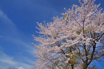 長野　青空と満開の桜の花