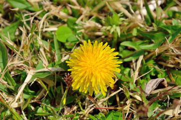 早春のタンポポの花