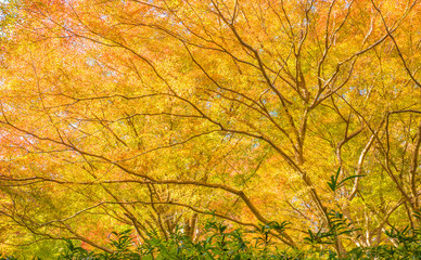 Fototapeta na wymiar Autumn Forest in Yoshino, Nara, Japan