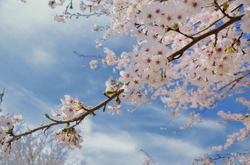 長野　青空と満開の桜の花
