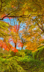 Autumn Forest in Yoshino, Nara, Japan