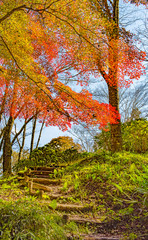 Autumn Forest in Yoshino, Nara, Japan