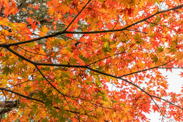 Beautiful Color of maple leaves in autumn.