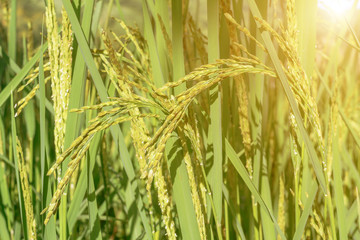 Rice spike in rice field with sunlight. Rice spike background for design with copy space for text...