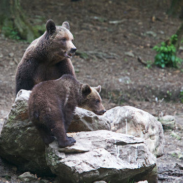 Eurasian Brown Bear (Ursus arctos), a wild mother and cub photographed in Romania.