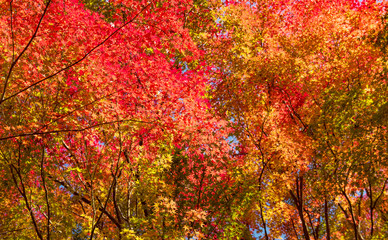 Autumn Forest in Yoshino, Nara, Japan