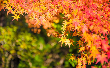 Autumn Forest in Yoshino, Nara, Japan