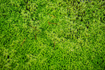 Green Moss Texture Background, selective focus on the center