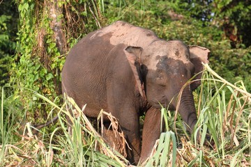 Borneo Pygmy Elephant (Elephas maximus borneensis)