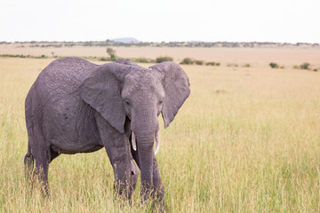 Elephant walking on the grass of the savannah