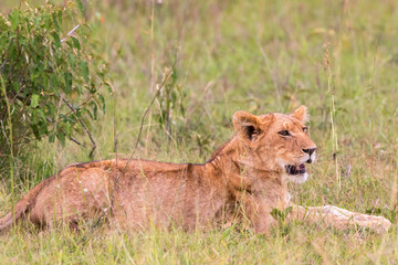 Lion cub lying in the grass on the African savannah