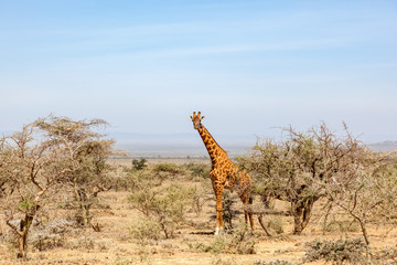 Giraffe standing and watching in the bushes