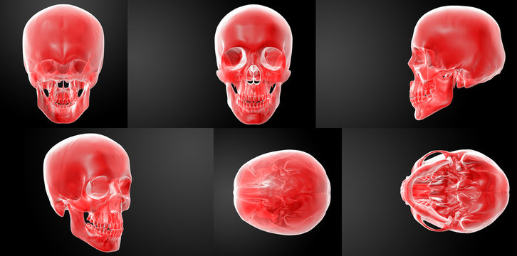 3D rendering illustration of  red skull x-ray collection