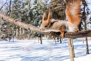 Naklejka na ściany i meble funny red squirrel reaches after snack on blurred winter forest background 