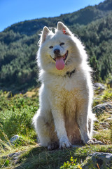 A furry white samoed dog sitting contre-jour in the mountains