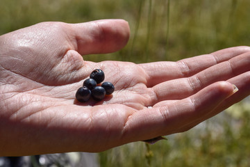 A girl's hand holding freshly picked blueberries