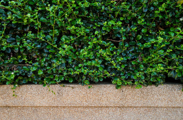 Green leaf with sand wash texture background.