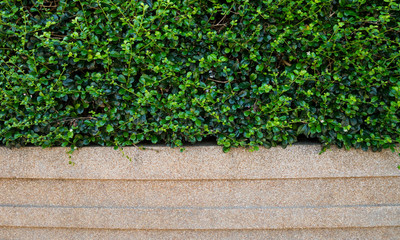 Green leaf with sand wash texture background.
