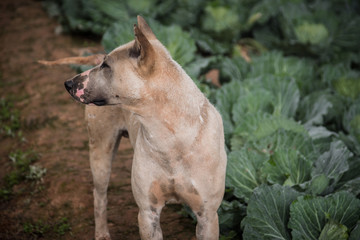 Thai dog at cabbage farm on highlands of Phetchabun District, Thailand.Photo taken on: 29 November , 2016