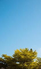 Fototapeta premium tree with blue sky background.