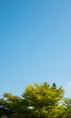 Obraz premium tree with blue sky background.