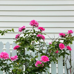 白い柵とピンクの薔薇
