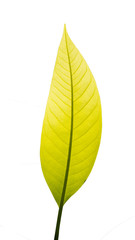 Obraz premium leaf on white background , Clipping - path