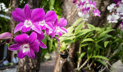 Group of orchid on tree in garden.
