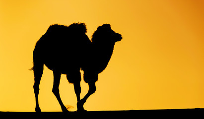 Desert camel. Gobi, china.