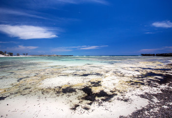 sea grass in sand on the coast, Amoronia orange bay, Indian Ocea