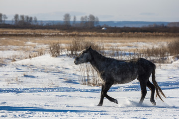 Fototapeta na wymiar The horse goes on a snowy field