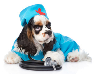 Cocker Spaniel puppy wearing hat doctor with stethoscope on his neck. isolated on white