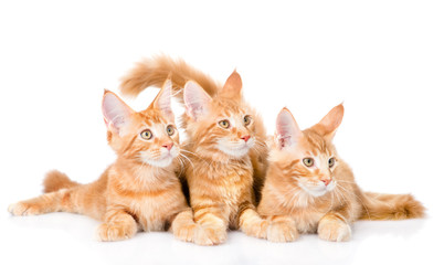 Group of small ginger maine coon cats lying in front view. isolated on white