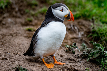 Puffins / Papageitaucher auf Skomer Island  in Wales UK