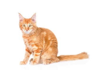 Red maine coon cat sitting in side view. isolated on white 