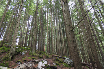 Forest in Canada