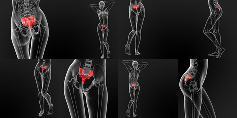 3D rendering medical illustration of the sacrum bone - obrazy, fototapety, plakaty