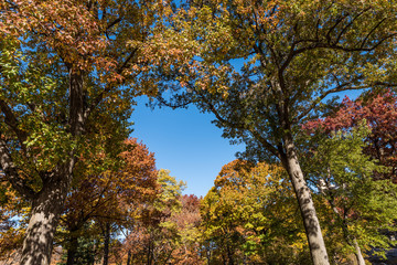 Autumn Colors in Central Park, New York City