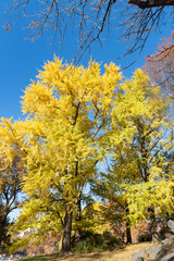 Autumn Colors in Central Park, New York City